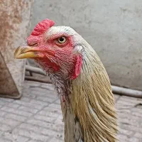 خروس لاری صابونی - ۲ عدد