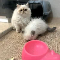 یک دنیا عشق در یک توپ‌پشم کوچک