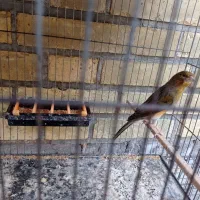 فروش قناری|پرنده|بهبهان, |دیوار