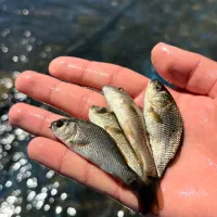 ماهی امور کپور مخلوص نژاد دار