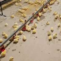 کارگر مرغداری گوشتی