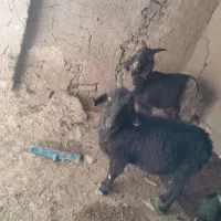 دوبز ویه کهره به فروش میرسد توافقی|حیوانات مزرعه|مرودشت, دولت آباد|دیوار