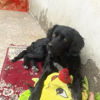 سگ گمشده|حیوانات|شاهرود, |دیوار