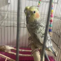 عروس هلندی نر و ماده