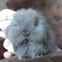 خرگوش مینی لوپ نرنژادو رنگ خاص(گلشهر کرجم)|موش و خرگوش|تهران, شهرک آزمایش|دیوار