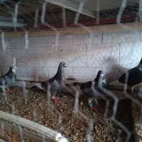 کبوتر وکقتر