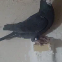 ۴ عدد کبوتر پلاکی یه ماده ۳تا نر قوره ای ماده هست