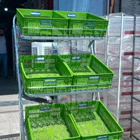 استند میوه،هایپری،پانچ/قفسه/در مدل های متفاوت|فروشگاه و مغازه|اهواز, کوی آغاجاری|دیوار