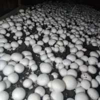 قارچ تازه|خوردنی و آشامیدنی|کوهدشت, |دیوار