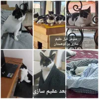 واگذاری گربه