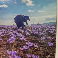 زعفران خشک کنی