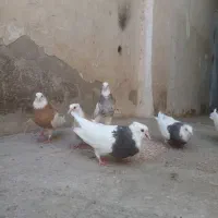 گمنشده طوقی