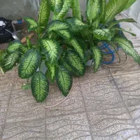 قلمه گل دیفن