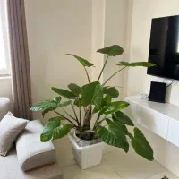 بابا آدم بزرگ آپارتمانی