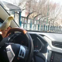 عروس هلندی|پرنده|اصفهان, پوریای ولی|دیوار