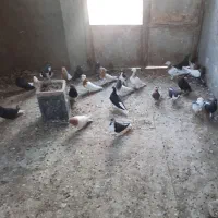 ۲۷ تا کفتر سالم پرنده