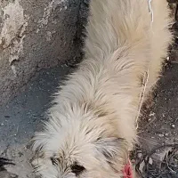 سگ.|سگ|جلین, |دیوار