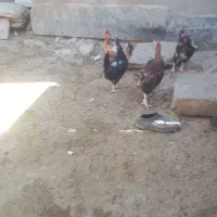 ۳مرغ و یک خروس محلی اصیل