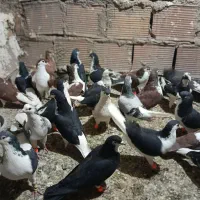 سلام به تمامی عشق بازن|پرنده|آفتاب, |دیوار