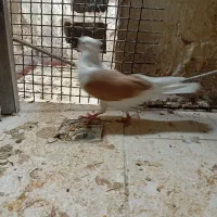 پرنده|پرنده|خرمآباد, |دیوار