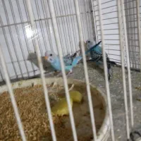 مرغ عشق|پرنده|تربت جام, معدآباد|دیوار