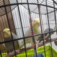 سه عروس هلندی|پرنده|تهران, بروجردی|دیوار