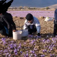 گل زعفران تربت حیدریه زاوه خریدمستقیم ازخودکشاورز|خوردنی و آشامیدنی|مشهد, رسالت|دیوار