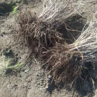 ریشه انگور قرمز کشمشی