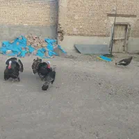 چهارعدد بوقلمون دوتاش ماده تخم گذار دوتاش نر
