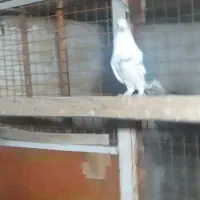 کفتر پرشی تیرماه دیده|پرنده|رباطکریم, رباطکریم|دیوار