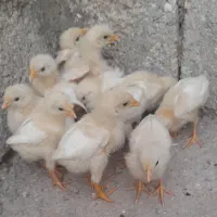 جوجه گوشتی اندیمشک