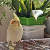 عروس هلندی گم شده
