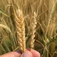 تناژ گندم‌ت رو بیشتر کن/ارگانیک