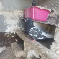 کفتر دم سفید طوقی ابی سینه سیاه