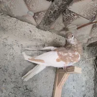 کفتر کبوتر یال زرد