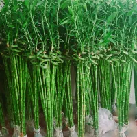 فروش گیاه بامبو 90 سانتی و 145 سانتی درجه یک