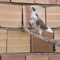 پرنده|پرنده|خوی, |دیوار