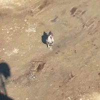 یک عدخروس ریشو|حیوانات مزرعه|مریوان, |دیوار