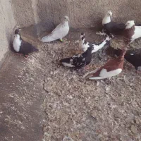 چند تا کفتر قلدر دانه ۸۰۰تومان همه باهم