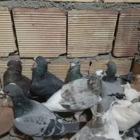 40عدد کبوتر نر همه پرشی|پرنده|مشهد, وکیل‌آباد|دیوار