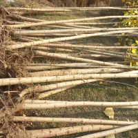 فروش نهال صنوبر ترکیه و کبود|گل و گیاه طبیعی|ساری, |دیوار