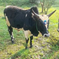 گاو ورزاکوله چالوسی اصیل