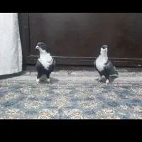 کبوتر رنگی کرباتی جفت فولادشهر|پرنده|لنجان, |دیوار