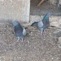 سبز دوخط کفتر پلاکی زره ای پرشی|پرنده|نجف‌آباد, قلعه سفید|دیوار