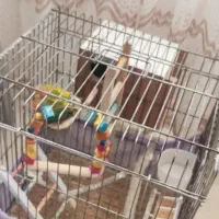 طوطی برزیلی جفت با همه وسایل|پرنده|گرمسار, |دیوار