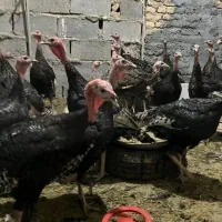 بوقلمون 6 ماهه