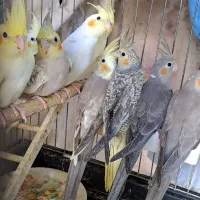 عروس هلندی سرلاکی مرغ عشق قناری طوطی کبوتر فنچ|پرنده|بجنورد, |دیوار