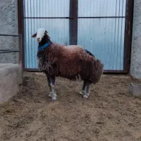 فروش بره نر هترو