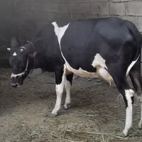 گاو هلشتاین اصل