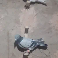 کفتر|پرنده|سبزوار, شرق کال عیدگاه|دیوار